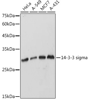 14-3-3 sigma Rabbit Polyclonal Antibody
