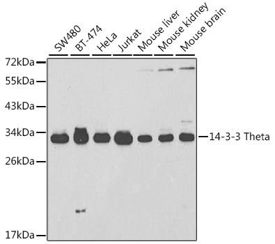 14-3-3 Theta Rabbit Polyclonal Antibody