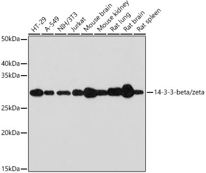 14-3-3-beta/zeta Rabbit Monoclonal Antibody