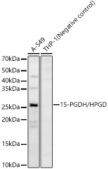 15-PGDH/HPGD Rabbit Polyclonal Antibody