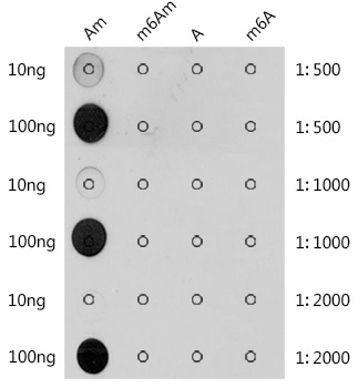 2′-O-methyladenosine / Am Rabbit Polyclonal Antibody