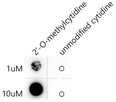 2'-O-methylcytidine/ Cm Rabbit Monoclonal Antibody