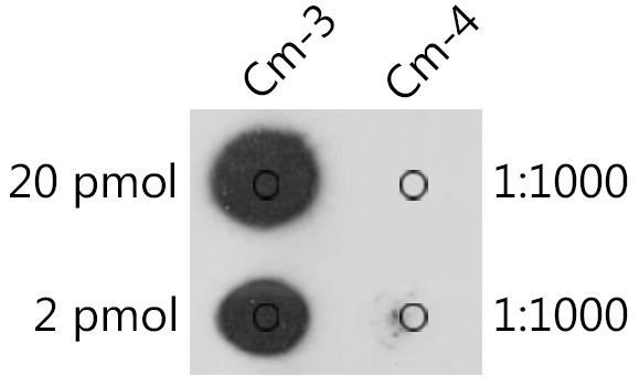 2'-O-methylcytidine/ Cm Rabbit Polyclonal Antibody