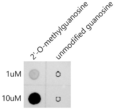 2'-O-Methylguanosine(Gm) Rabbit Monoclonal Antibody