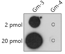 2'-O-Methylguanosine(Gm) Rabbit Polyclonal Antibody