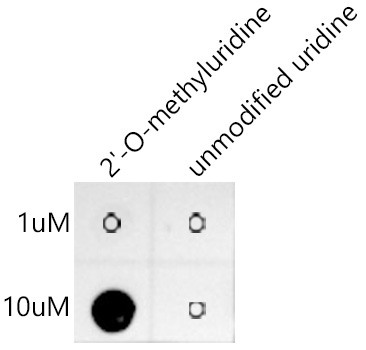2'-O-methyluridine(Um) Rabbit Monoclonal Antibody