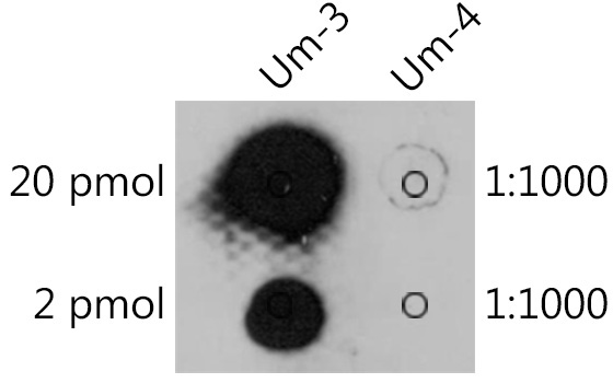 2'-O-methyluridine(Um) Rabbit Polyclonal Antibody