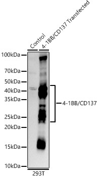 4-1BB/CD137 Rabbit Monoclonal Antibody