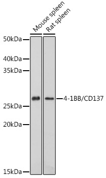 4-1BB/CD137 Rabbit Polyclonal Antibody