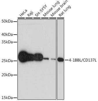4-1BBL/CD137L Rabbit Monoclonal Antibody