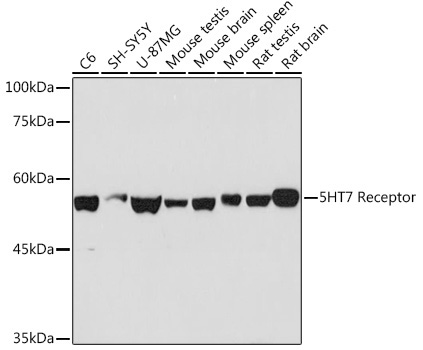 5HT7 Receptor Rabbit Monoclonal Antibody