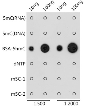 5-Hydroxymethylcytosine/ 5-hmC Rabbit Polyclonal Antibody