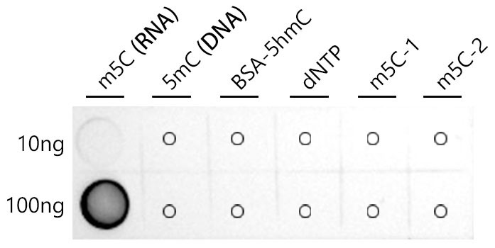 5-methylcytidine/m5C(RNA) Rabbit Monoclonal Antibody
