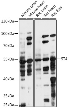 5T4 Rabbit Polyclonal Antibody