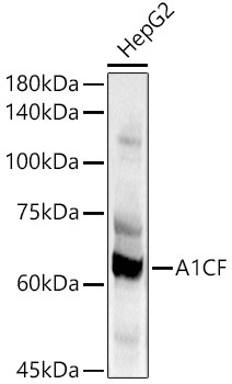 A1CF Rabbit Polyclonal Antibody