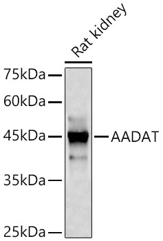 AADAT Rabbit Polyclonal Antibody