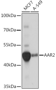 AAR2 Rabbit Polyclonal Antibody