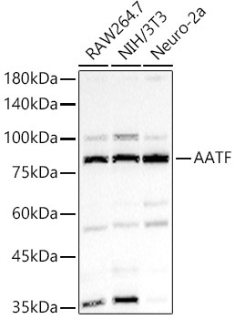 AATF Rabbit Polyclonal Antibody