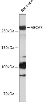 ABCA7 Rabbit Polyclonal Antibody