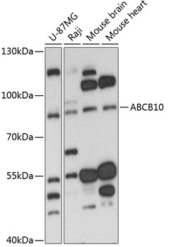 ABCB10 Rabbit Polyclonal Antibody