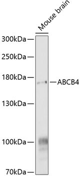 ABCB4 Rabbit Polyclonal Antibody