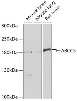 ABCC5 Rabbit Polyclonal Antibody