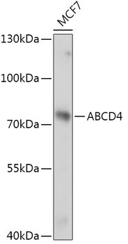 ABCD4 Rabbit Polyclonal Antibody