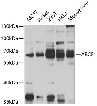ABCE1 Rabbit Polyclonal Antibody