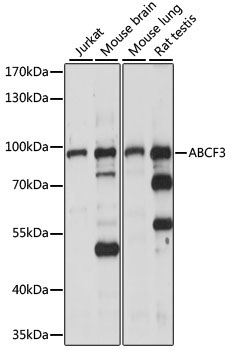 ABCF3 Rabbit Polyclonal Antibody
