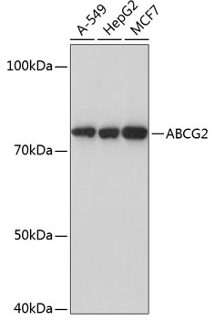 ABCG2 Rabbit Monoclonal Antibody