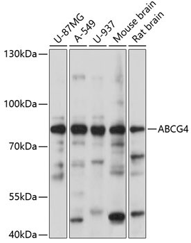 ABCG4 Rabbit Polyclonal Antibody