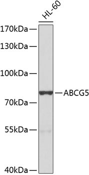 ABCG5 Rabbit Polyclonal Antibody