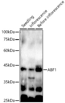 ABF1 Rabbit Polyclonal Antibody