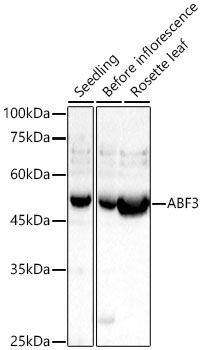 ABF3 Rabbit Polyclonal Antibody