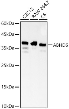 ABHD6 Rabbit Polyclonal Antibody