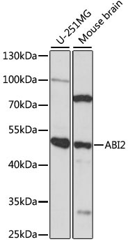 ABI2 Rabbit Polyclonal Antibody