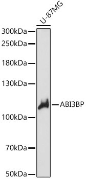ABI3BP Rabbit Polyclonal Antibody