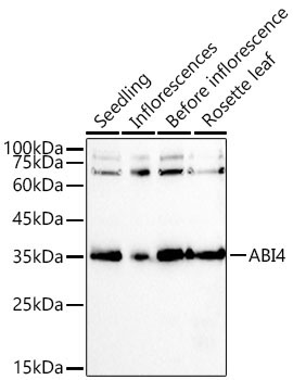ABI4 Rabbit Polyclonal Antibody