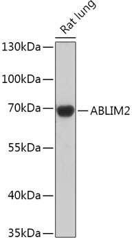 ABLIM2 Rabbit Polyclonal Antibody