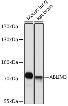 ABLIM3 Rabbit Polyclonal Antibody