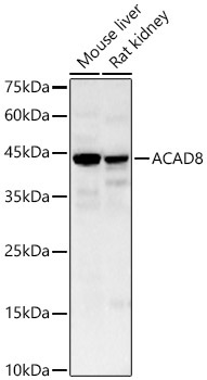 ACAD8 Rabbit Polyclonal Antibody