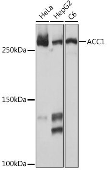 ACC1 Rabbit Monoclonal Antibody