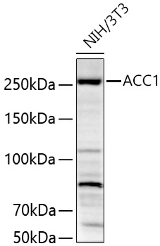 ACC1 Rabbit Polyclonal Antibody