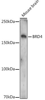 Acetyl-BRD4-K332 Rabbit Polyclonal Antibody
