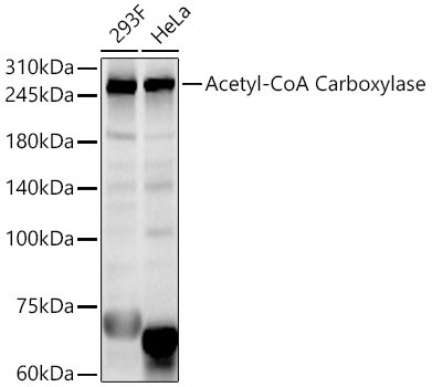 Acetyl-CoA Carboxylase Rabbit Polyclonal Antibody