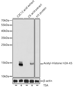 Acetyl-Histone H2A-K5 Rabbit Polyclonal Antibody