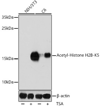 Acetyl-Histone H2B-K5 Rabbit Polyclonal Antibody