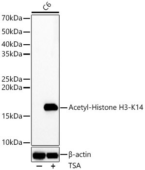 Acetyl-Histone H3-K14 Rabbit Polyclonal Antibody