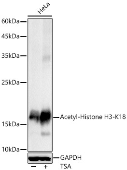 Acetyl-Histone H3-K18 Rabbit Polyclonal Antibody