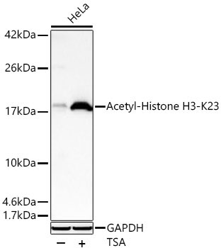 Acetyl-Histone H3-K23 Rabbit Polyclonal Antibody